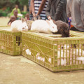 Sent One’s International Ministries donates 100 rabbits to children’s school program